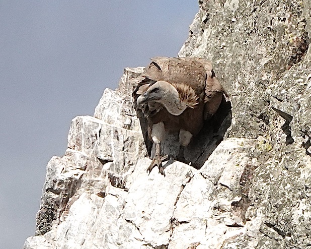 Griffon vulture